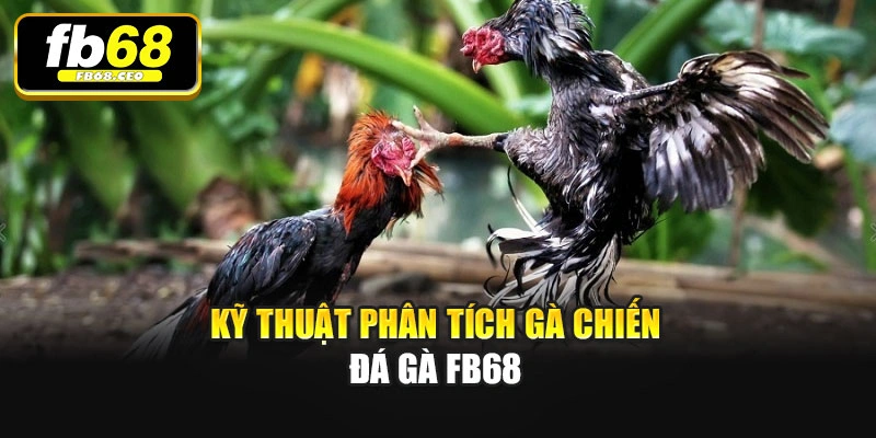 Kỹ thuật phân tích gà chiến Đá gà Fb68