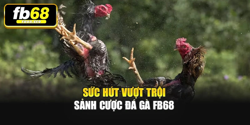 Sức hút vượt trội sảnh cược Đá gà Fb68