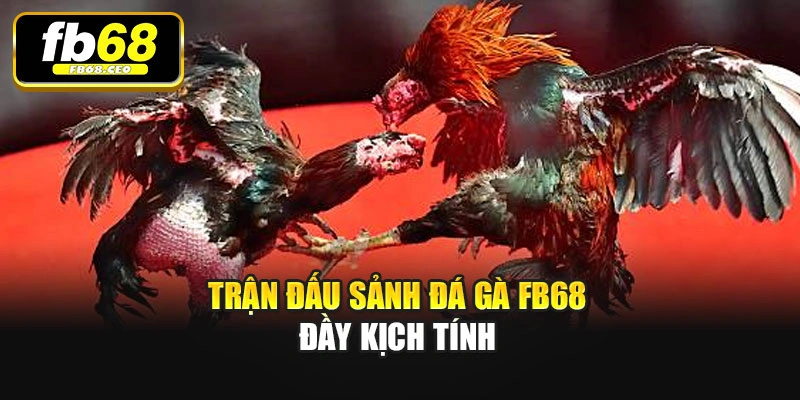 Trận đấu sảnh Đá gà Fb68 đầy kịch tính